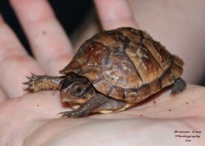 Three-toed Box Turtle photo by Branuen Cary