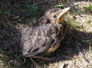 Blackbird fledgling photo by Tony Wills