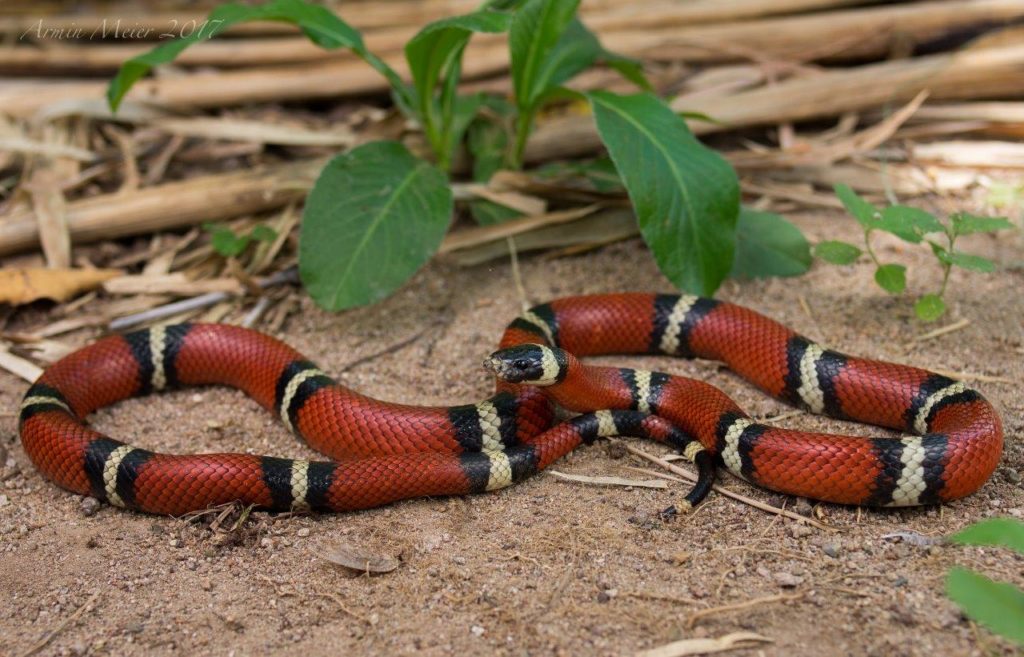 Sinaloan Milk Snake - LearnAboutCritters.org